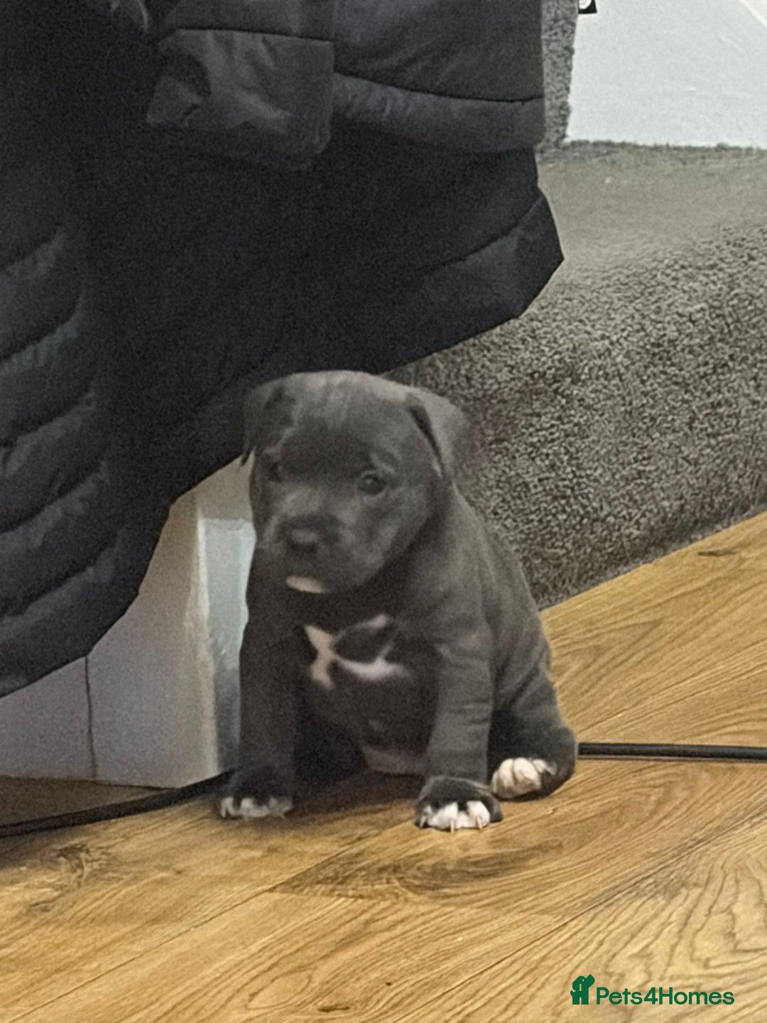 Staffordshire Bull Terrier dogs for sale: Blue Staffordshire bull Terrier pups  - Advert 18