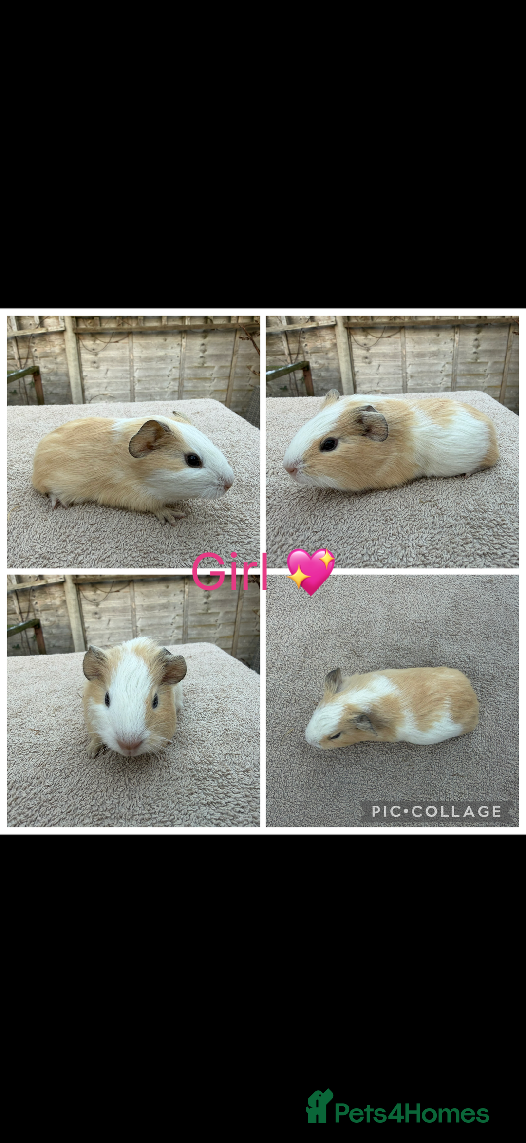 Guinea Pig rodents for sale: Male & Female Guinea pigs 👀 for new laps 🥰 - Advert 29