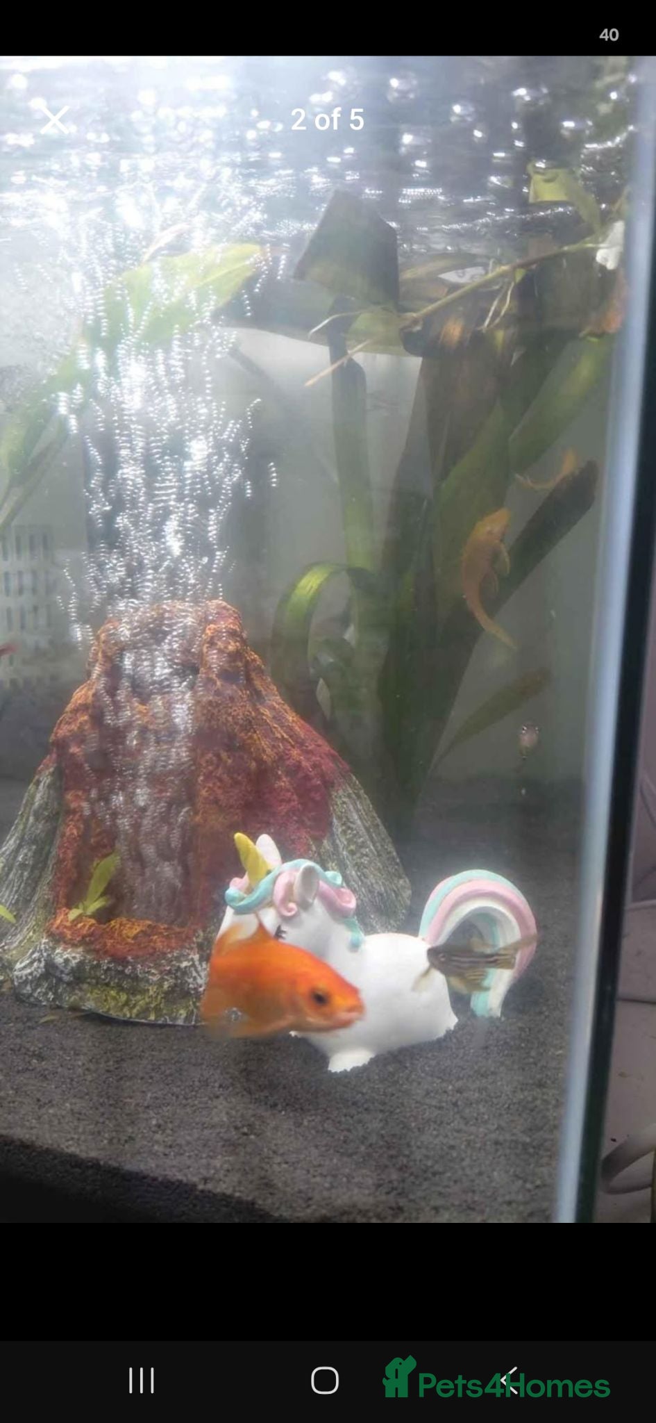 Rainbow Fish fish Superfish fishtank and fish - Advert 8