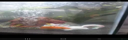 Rainbow Fish fish for sale: Superfish fishtank and fish - Advert 1