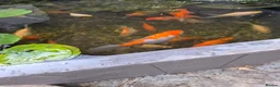 Goldfish fish for sale: Pond Goldfish (Comets and Fantails) in Basildon - Advert 1