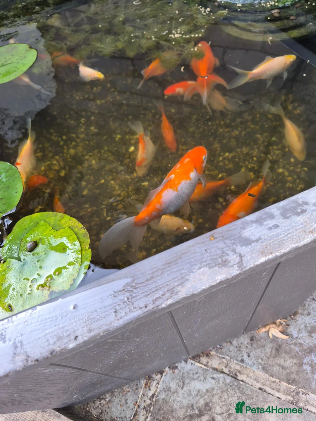Goldfish fish for sale: Pond Goldfish (Comets and Fantails) in Basildon - Advert 1