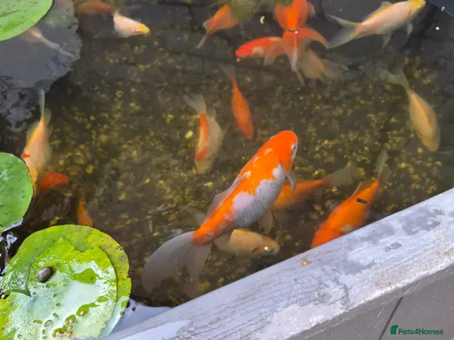 Goldfish fish for sale: Pond Goldfish (Comets and Fantails) - Advert 1