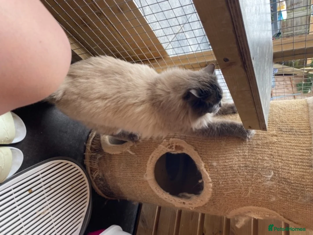 Ragdoll cats for stud: Champion Line Blue Ragdoll - GCCF - STUD ONLY in Swindon - Advert 7