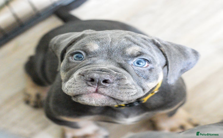 Olde English Bulldogge dogs in Kidderminster - Advert 1
