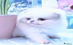 Pomeranian dogs for sale: Outstanding toy size poms - Image 2