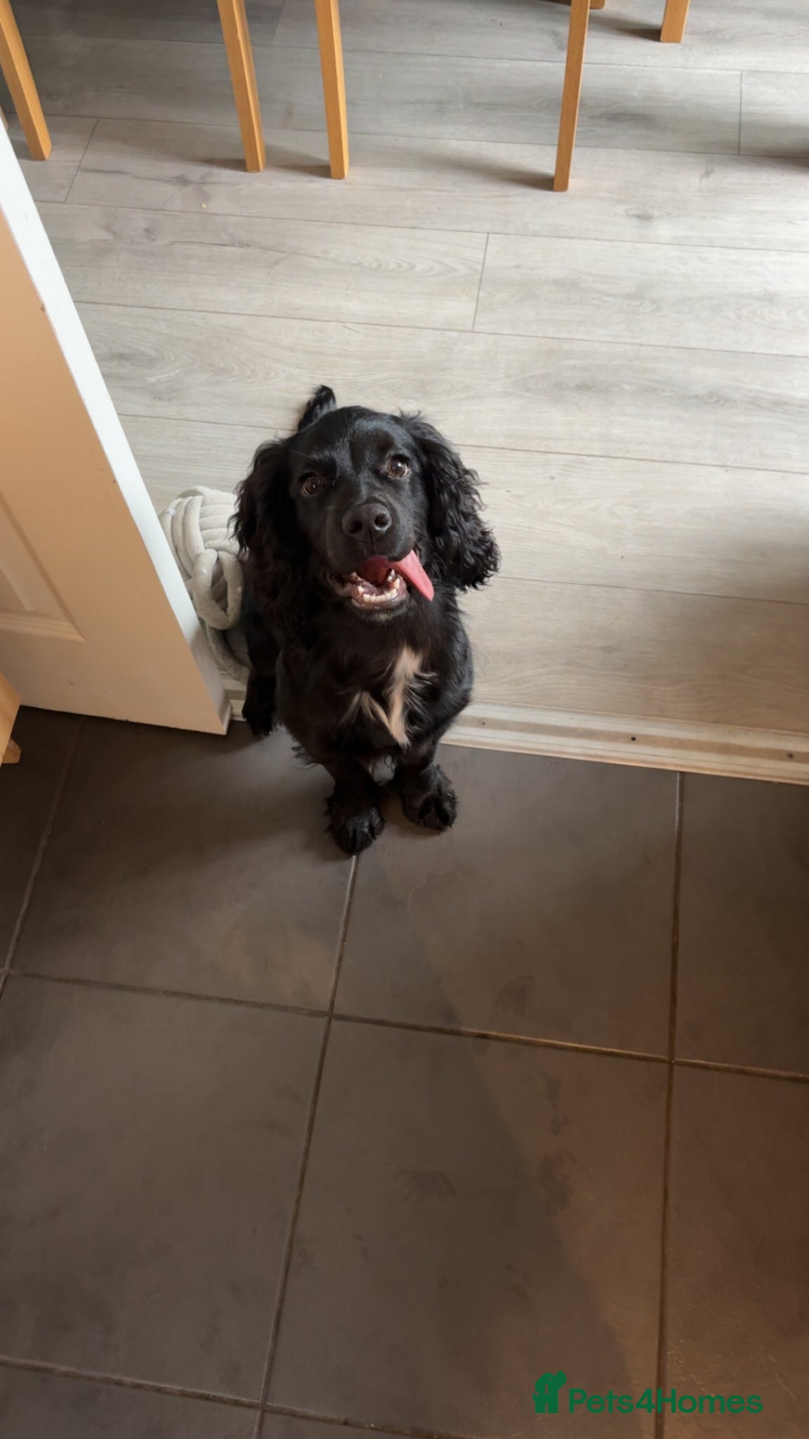 Cocker Spaniel dogs Cocker Spaniel  - Advert 1