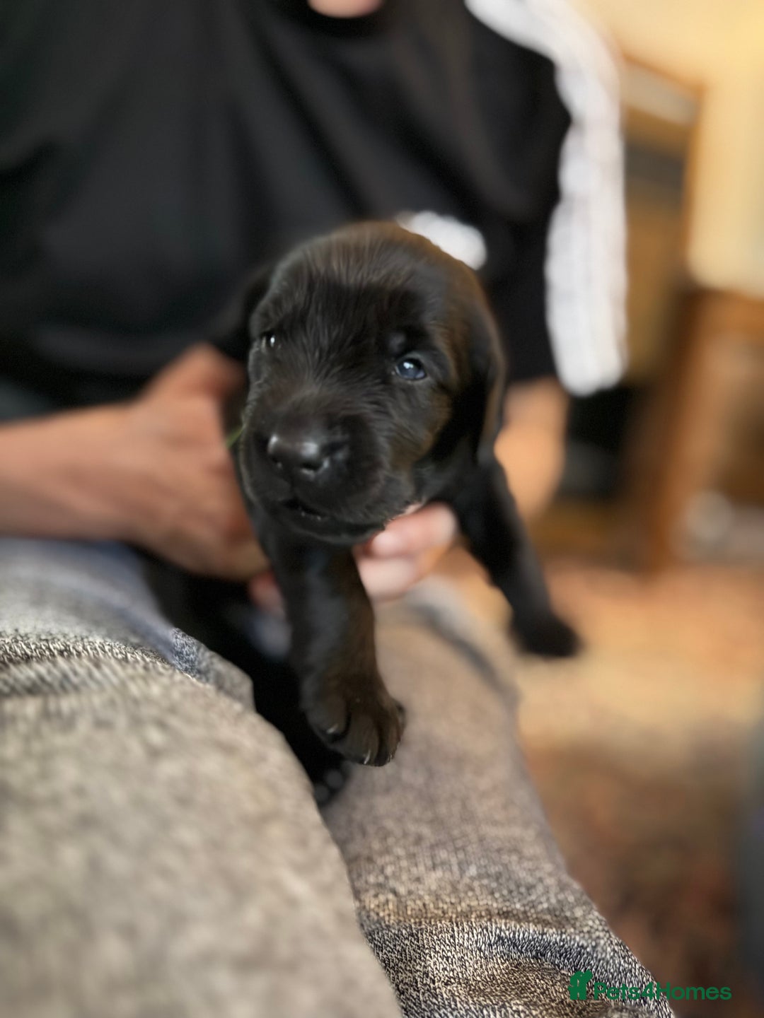 Springador dogs for sale: Puppies  - Image 7