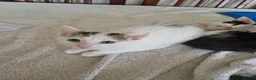 Mixed Breed cats for sale: Adorable kittens for sale  - Advert 33