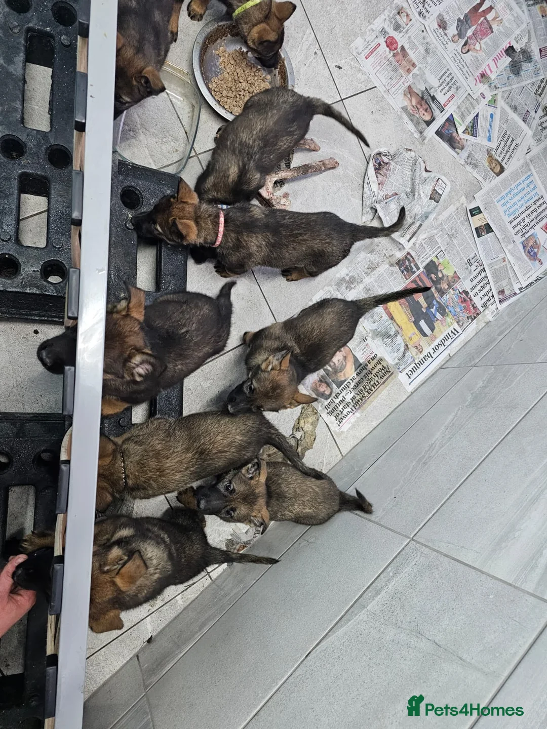 Belgian Shepherd Dog dogs for sale: Belgian malinois cross Czech Shepherd  - Advert 20