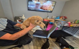 Cavapoo dogs for sale: TWO LITTLE FUR BABIES LEFT  - Image 28