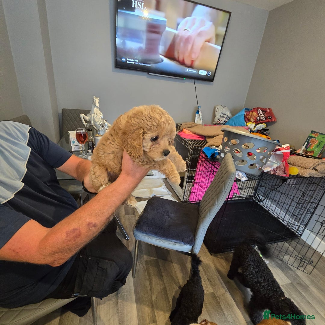 Cavapoo dogs for sale: TWO LITTLE FUR BABIES LEFT  - Image 28