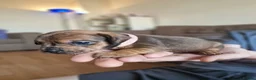 Mixed Breed dogs for sale: Only 1 Girl left! Ready to leave in a week!  - Advert 28