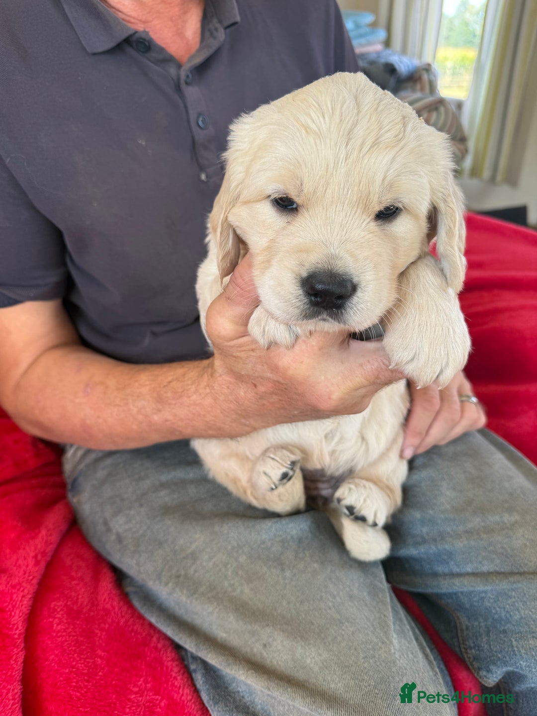 Golden Retriever dogs for sale: Stunning chunky golden retriever puppies  - Image 5