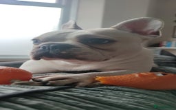 French Bulldog dogs for sale: Looking for his forever home - Image 7