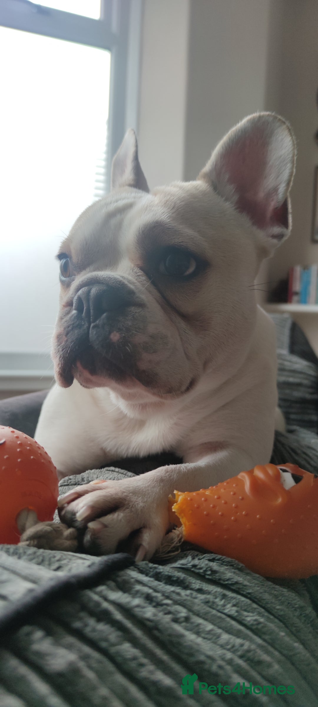 French Bulldog dogs for sale: Looking for his forever home - Image 7