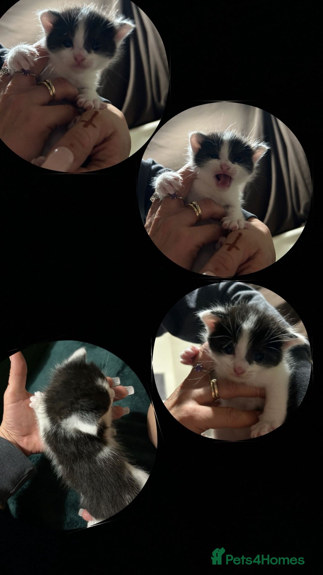 Mixed Breed cats for sale: 2 Beautiful healthy girls  - Advert 3