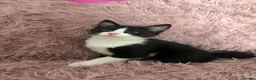 Mixed Breed cats for sale: 5 female kittens ready now  in Cardigan - Advert 14