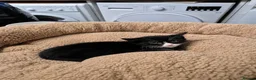 Mixed Breed cats for sale: Beautiful black kitten with white markings  - Advert 1