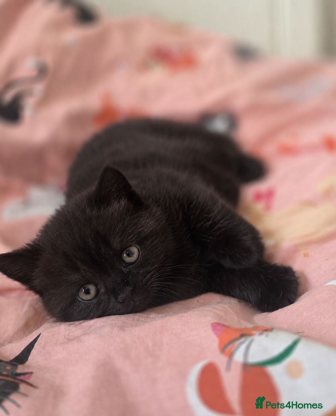 British Shorthair cats Chocolate British Shorthair Kittens | GCCF Reg 🤎 - Advert 8