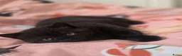 British Shorthair cats for sale: Active British Shorthair Kittens | GCCF 🤎 - Advert 3