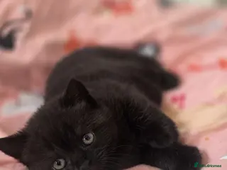 British Shorthair cats British Shorthair Kittens | GCCF Reg 🤎 - Advert 1