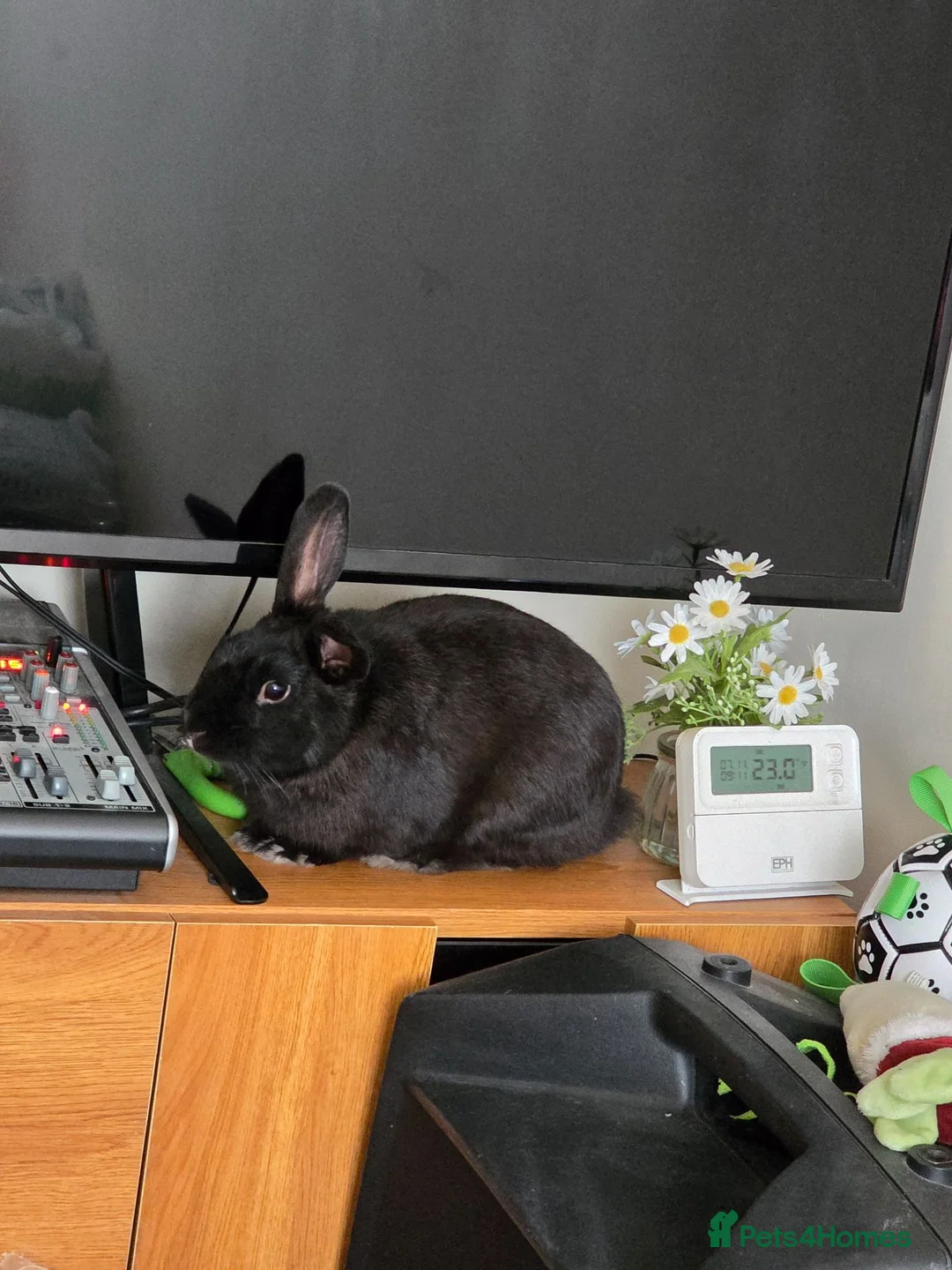 Mixed Breed rabbits for sale: Black rabbit  - Advert 2