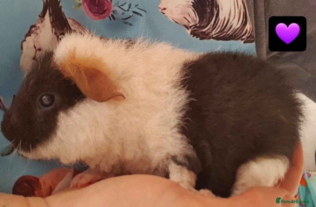 Guinea Pig rodents guinea pigs  - Advert 13