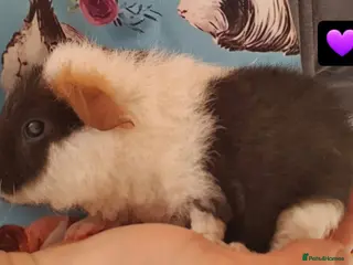 Guinea Pig rodents guinea pigs - Advert 13