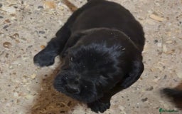 Cockapoo dogs for sale: Cockapoo puppies - Image 7