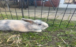 Lionhead rabbits for sale: 4 beautiful lionhead rabbits £35 each - Image 2