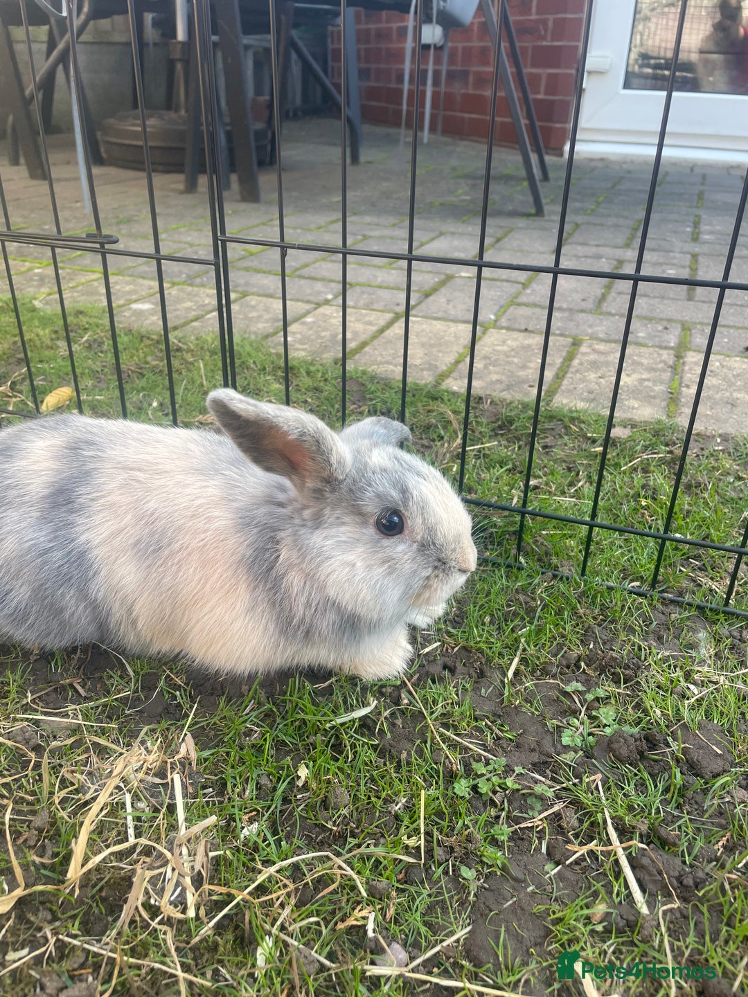 Lionhead rabbits for sale: 4 beautiful lionhead rabbits £35 each - Image 2