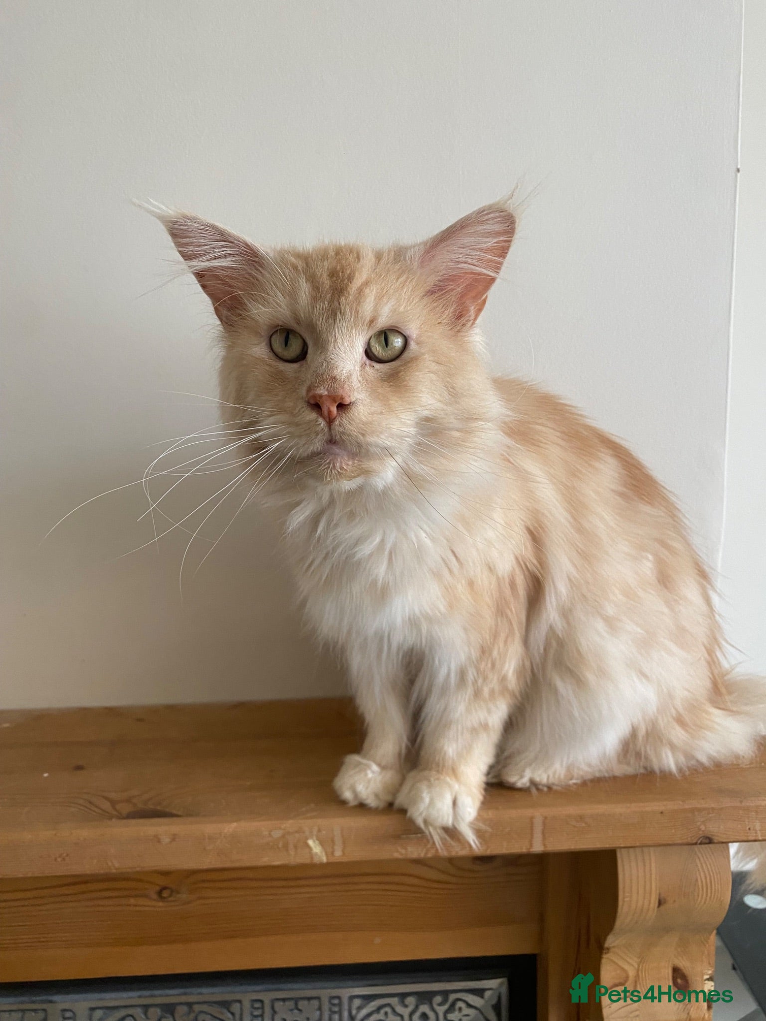 Maine Coon cats 💙 TICA ®️ Proven -  Red Smoke/ White Maine Coon  - Advert 2