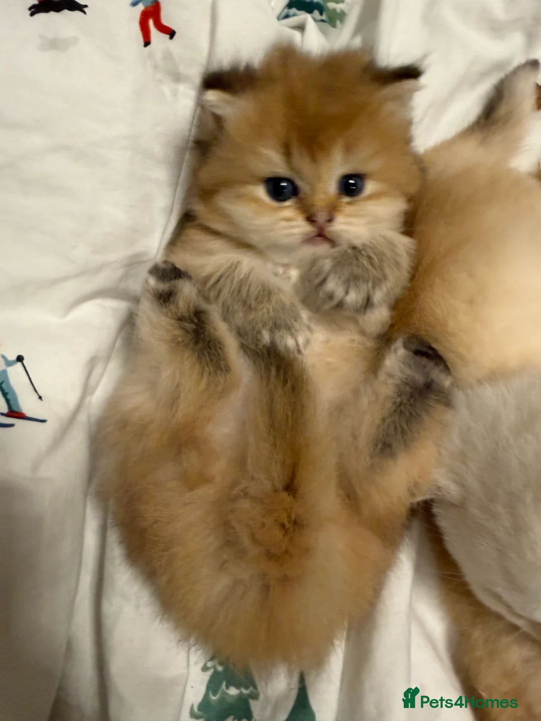 British Shorthair cats for sale: Pure bread British Shorthair  - Advert 7