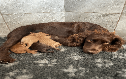 Cockapoo dogs for sale: Fluffy Thick coated F1 Cockapoos/DNA Health tested - Image 14