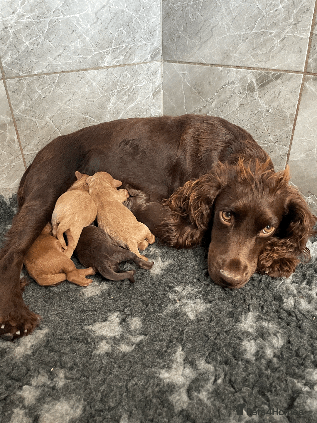 Cockapoo dogs for sale: Fluffy Thick coated F1 Cockapoos/DNA Health tested - Image 14