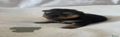 Black and Tan boy 2 