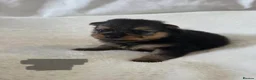 Pomchi dogs for sale:  🤍Prestige Pomchi Puppies🤍 in Halesowen - Advert 4