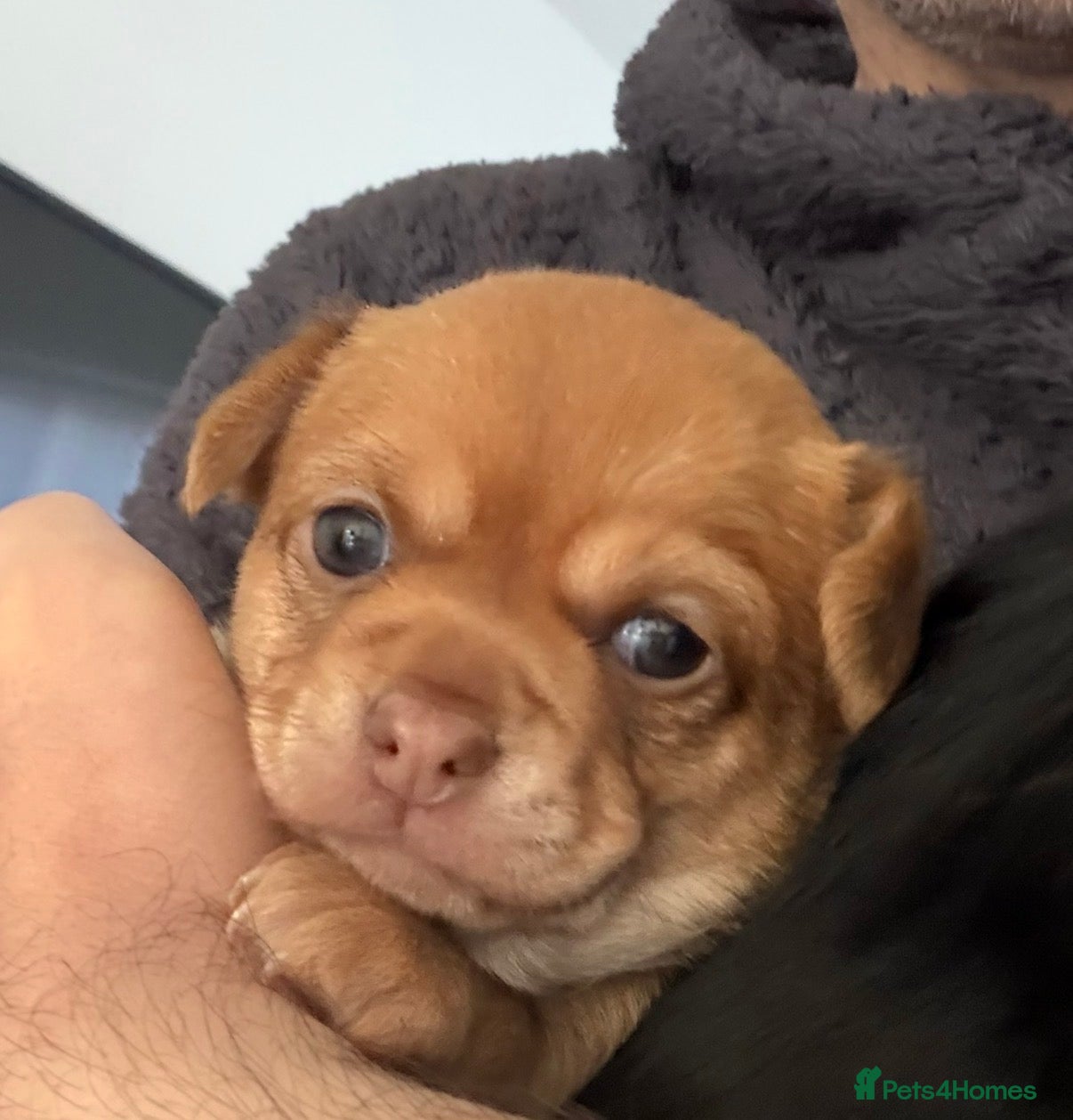 Chihuahua dogs Stunning Chihuahua Puppies - Advert 12