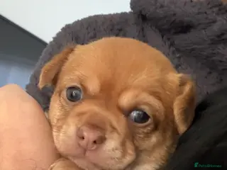 Chihuahua dogs Stunning Chihuahua Puppies - Advert 12