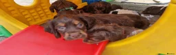Cocker Spaniel dogs for sale: Working cocker pups - Advert 6