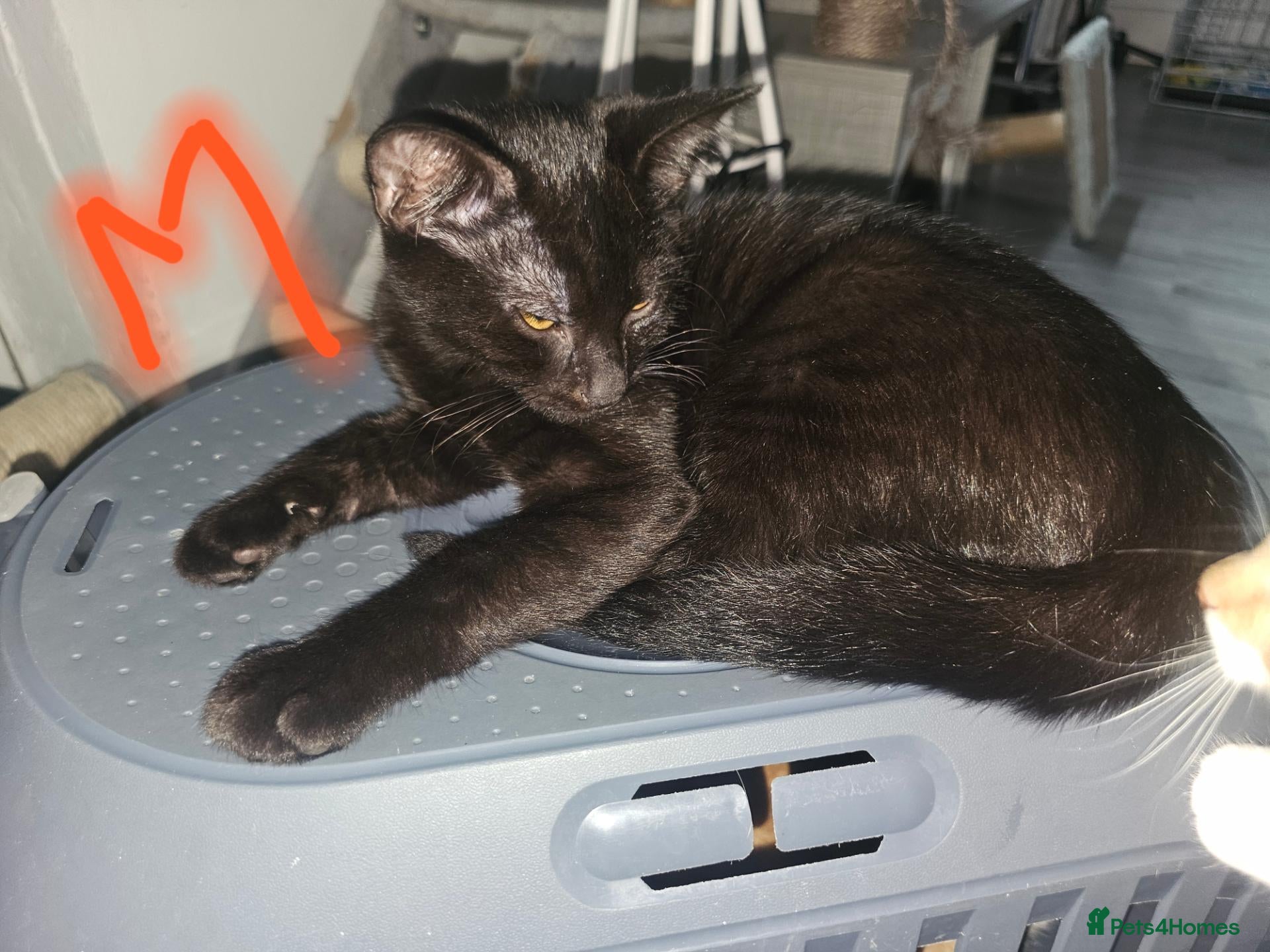 Mixed Breed cats Kittens to rehome  - Advert 1