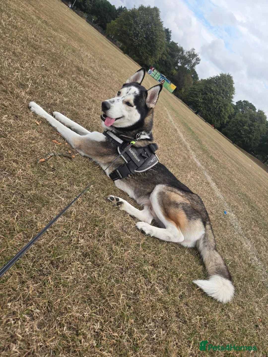 Huskita dogs for sale: Leito  - Advert 6