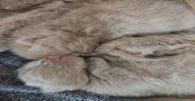 British Longhair cats - Advert 6