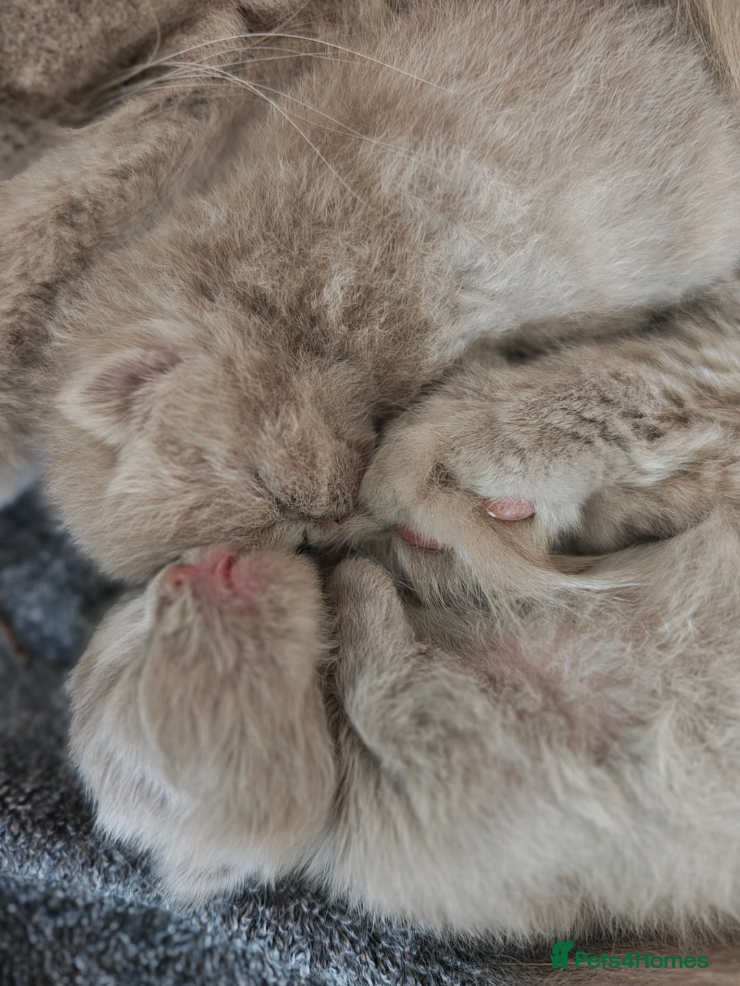 British Longhair cats for sale: Blh lilac and fawn boys TICA registered  - Image 2