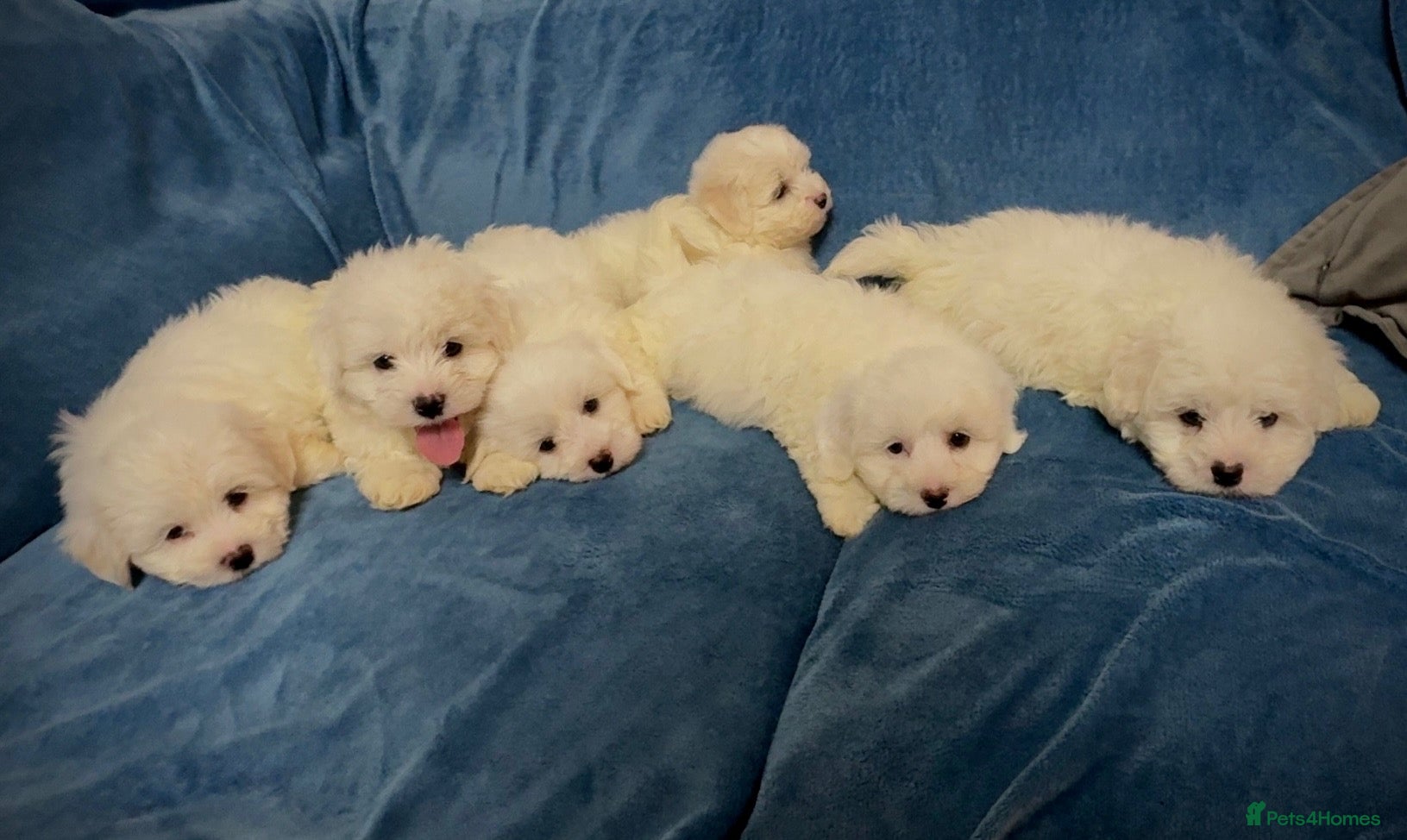 Bichon Frise dogs 6 Beautiful bichon frise puppies 🐶  - Advert 6
