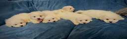 Bichon Frise dogs for sale: 6 Beautiful bichon frise puppies 🐶  in Doncaster - Advert 1