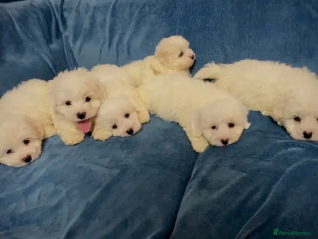 Bichon Frise dogs for sale: 6 Beautiful bichon frise puppies 🐶 - Advert 1