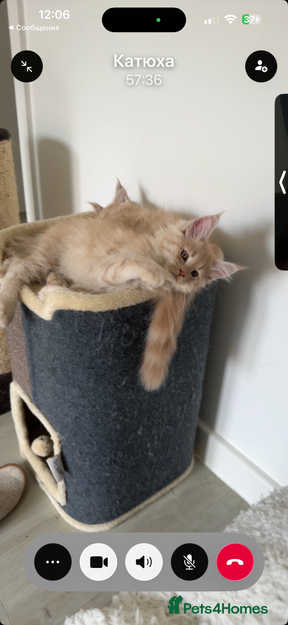 Maine Coon cats Beautiful Maine Coon kittens for sale. Two boys.🦁 - Advert 2