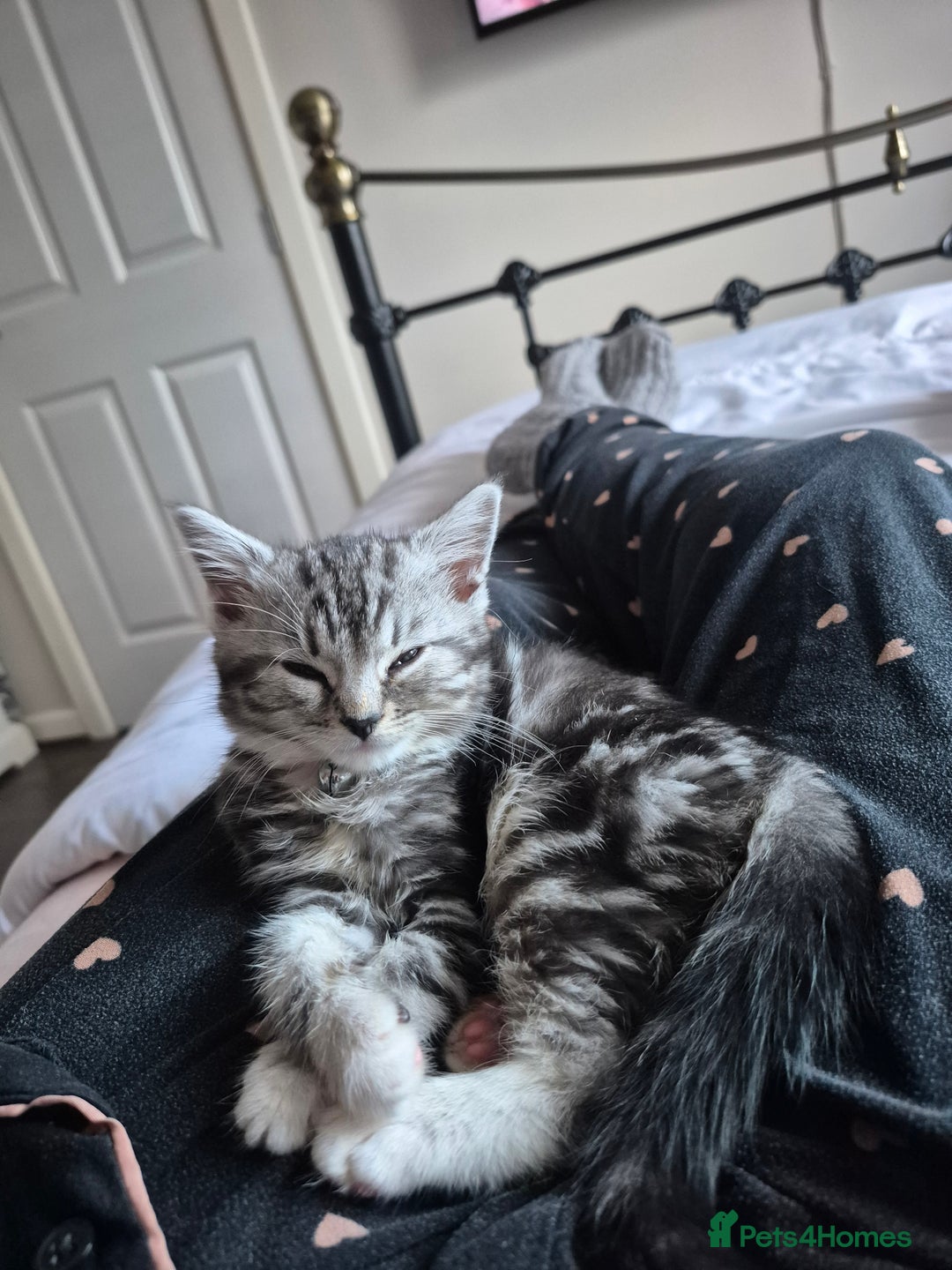 Domestic Shorthair cats for sale: Male Black silver tabby in Bootle - Advert 2